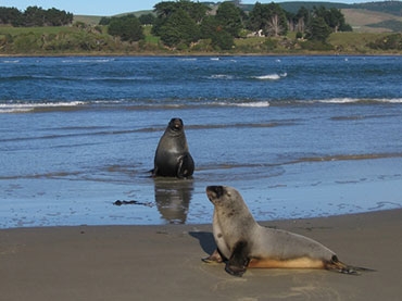 Seal Colony