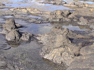 Petrified Forest from the Jurassic Age